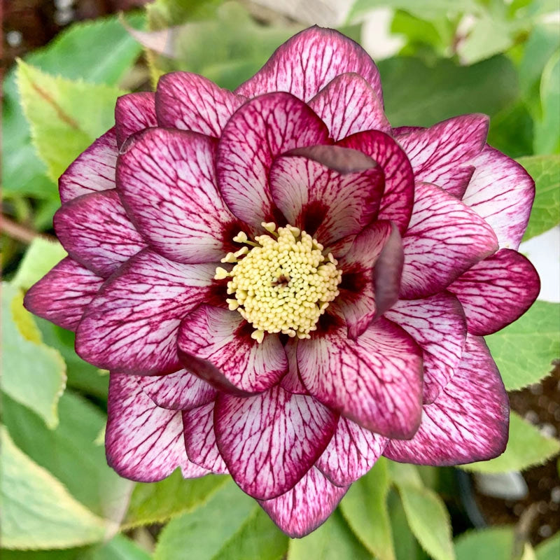 Whirlwind Romance Lenten Rose