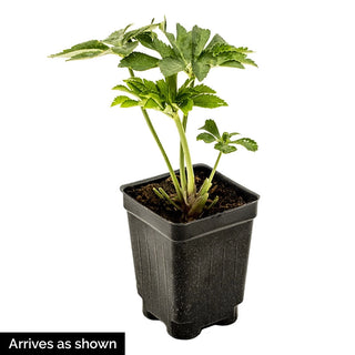 Whirlwind Romance Lenten Rose