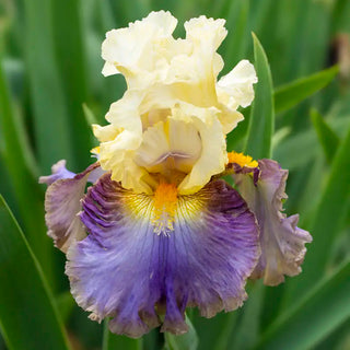 Style Traveller Bearded Iris