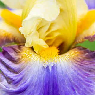 Style Traveller Bearded Iris