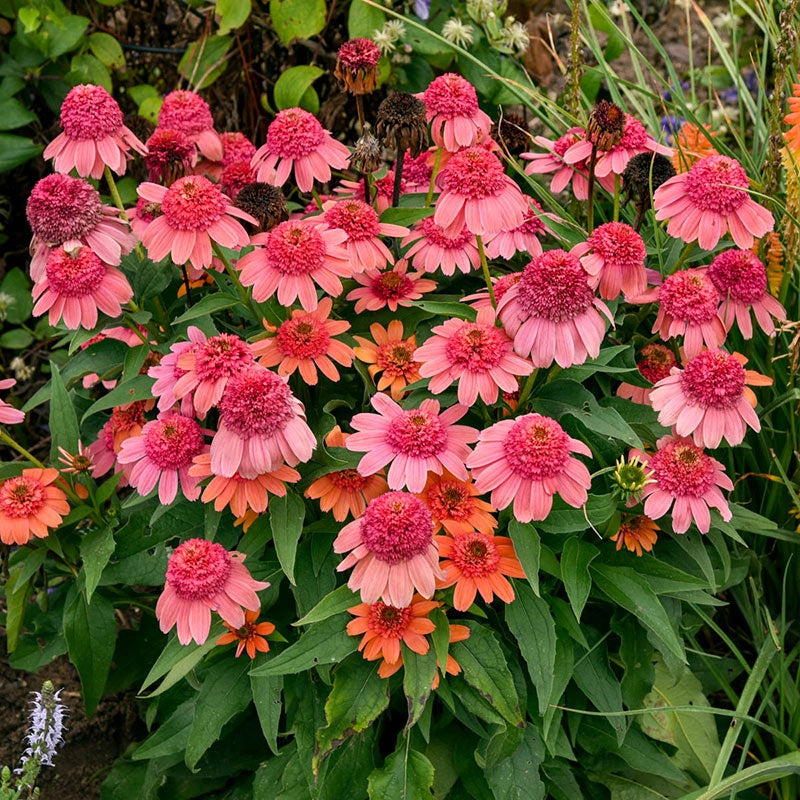 Double Dipped ™ Rainbow Sherbet Coneflower