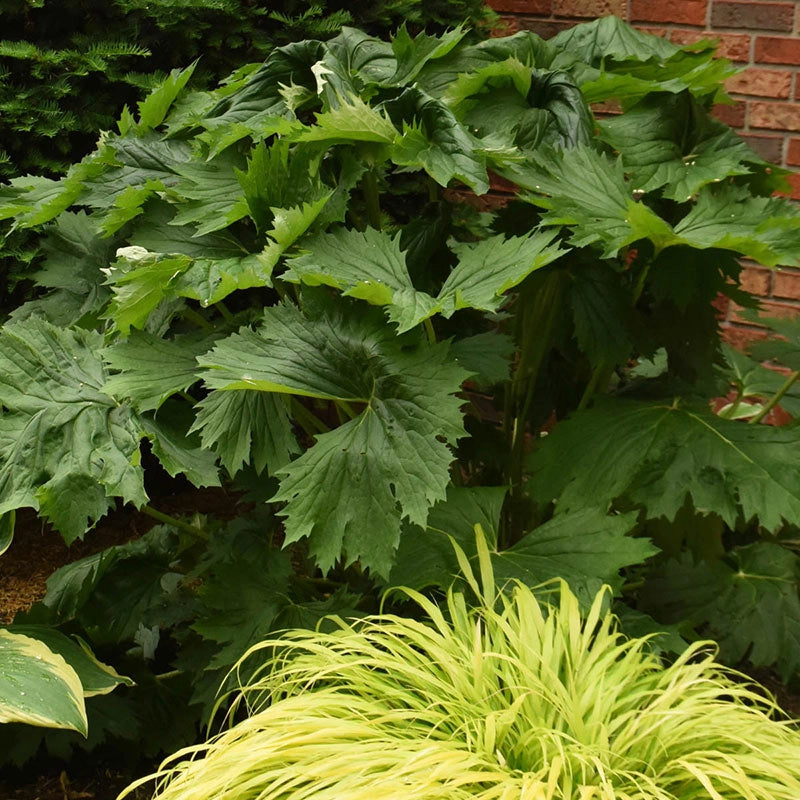 Tractor Seat Ligularia