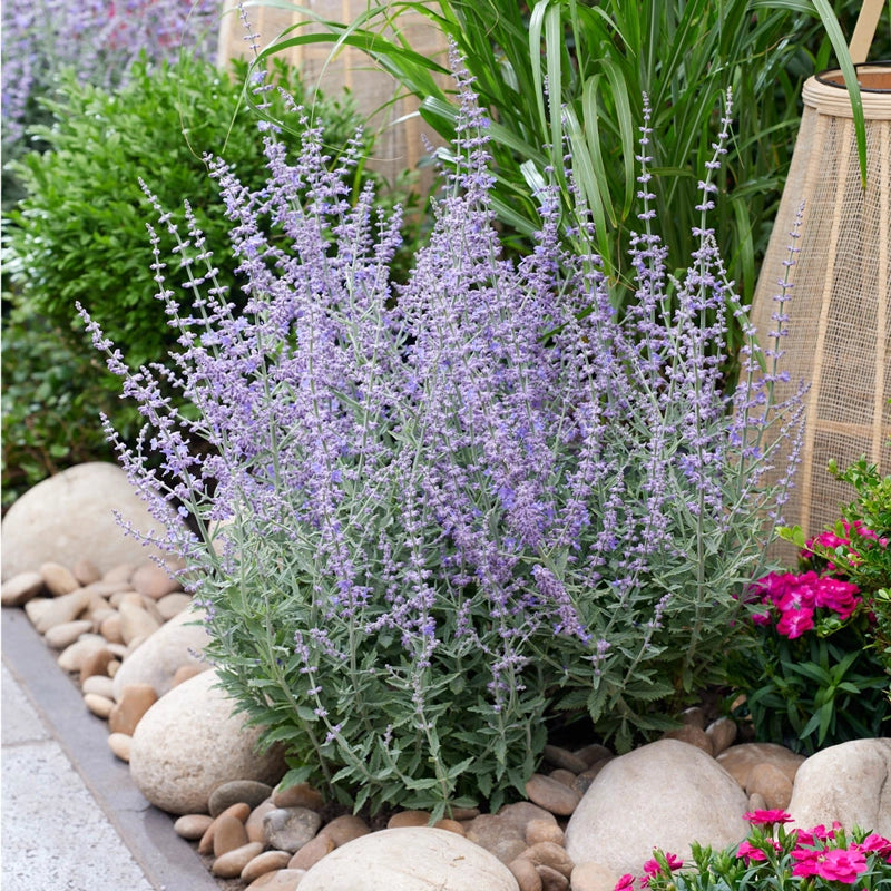 lavender plant vs russian sage Prime Time Russian Sage