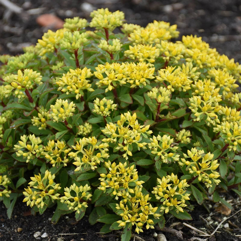 Glitterbug Sedum