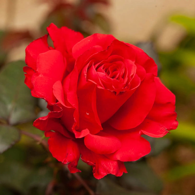 Legends™ Hybrid Tea Rose