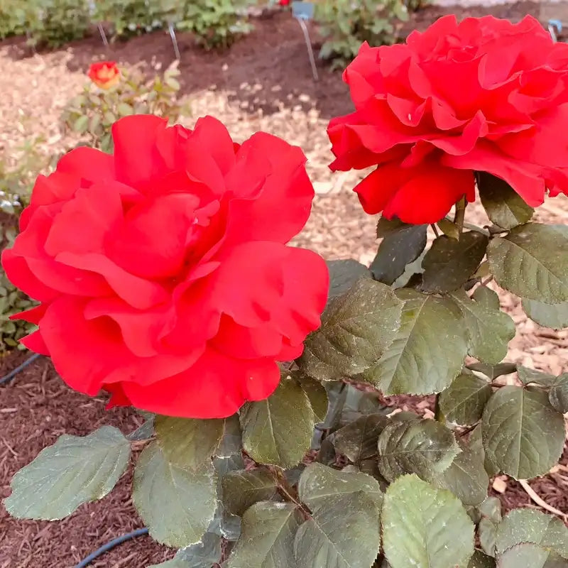 Legends™ Hybrid Tea Rose