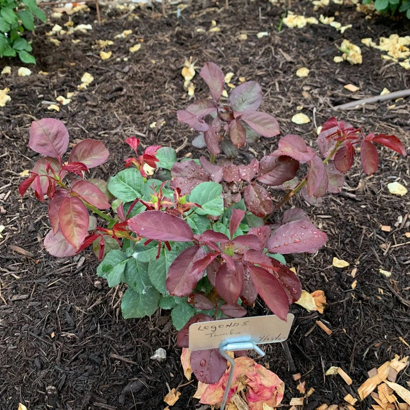 Legends™ Hybrid Tea Rose