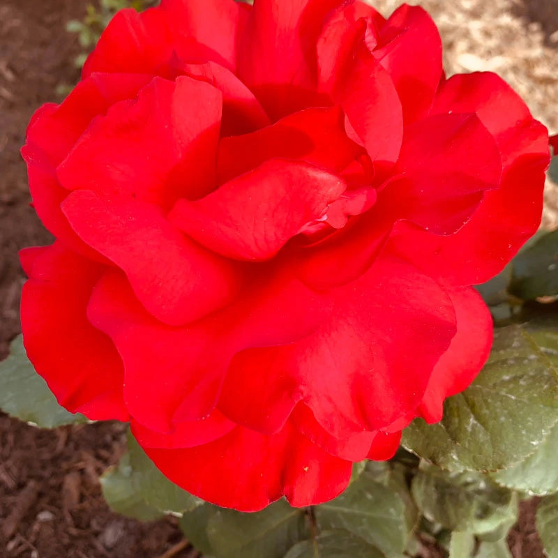 Legends™ Hybrid Tea Rose