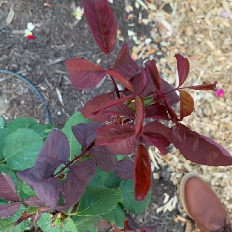 Legends™ Hybrid Tea Rose