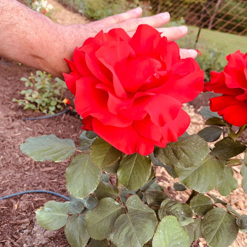 Legends™ Hybrid Tea Rose