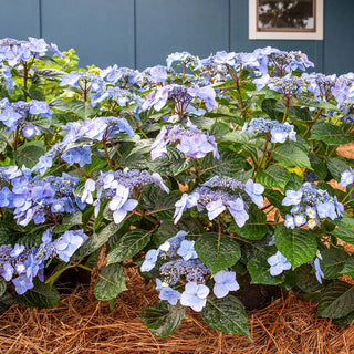 Endless Summer® Pop Star™ Bigleaf Hydrangea