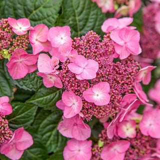 Endless Summer® Pop Star™ Bigleaf Hydrangea