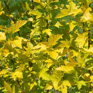 Golden Ninebark
