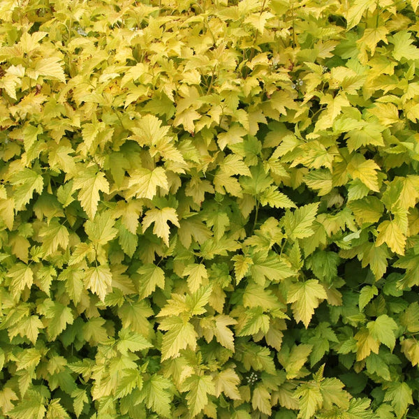 その他 carpus Node 9+ Gold Foil FaB その他 carpus Node 9+ Gold Foil FaB その他 carpus Node 9+ Gold