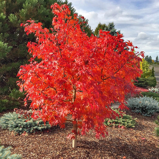 First Flame Maple Tree - Pacific Rim Maples