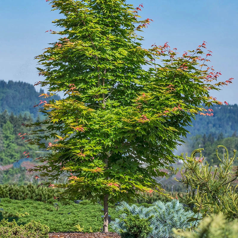 Final Fire - Pacific Rim Maples | Spring Hill – Spring Hill Nursery