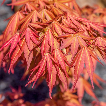 First Flame Maple Tree - Pacific Rim Maples | Spring Hill – Spring Hill ...
