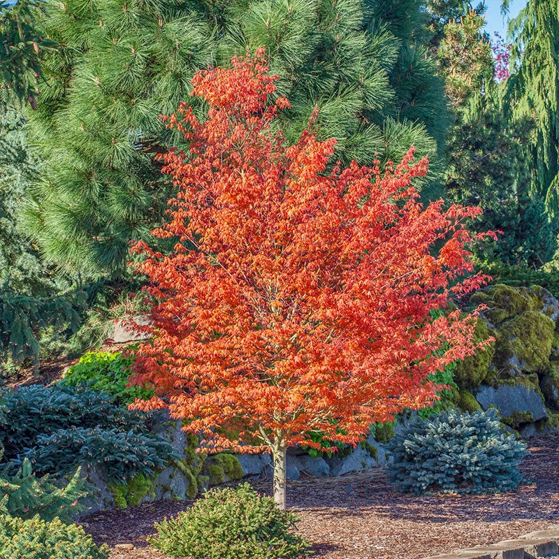 First Flame Maple Tree - Pacific Rim Maples