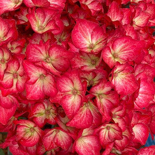 Kimono™ Bigleaf Hydrangea