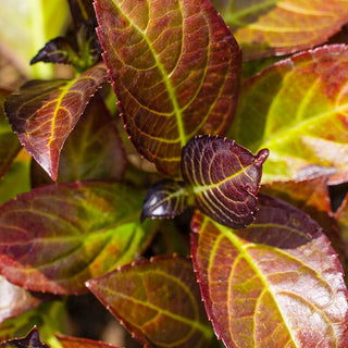 Kimono™ Bigleaf Hydrangea