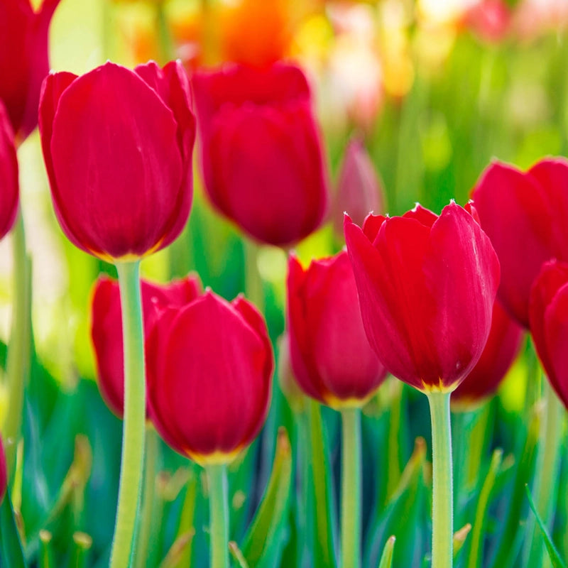 May Flowering Tulip Kingsblood