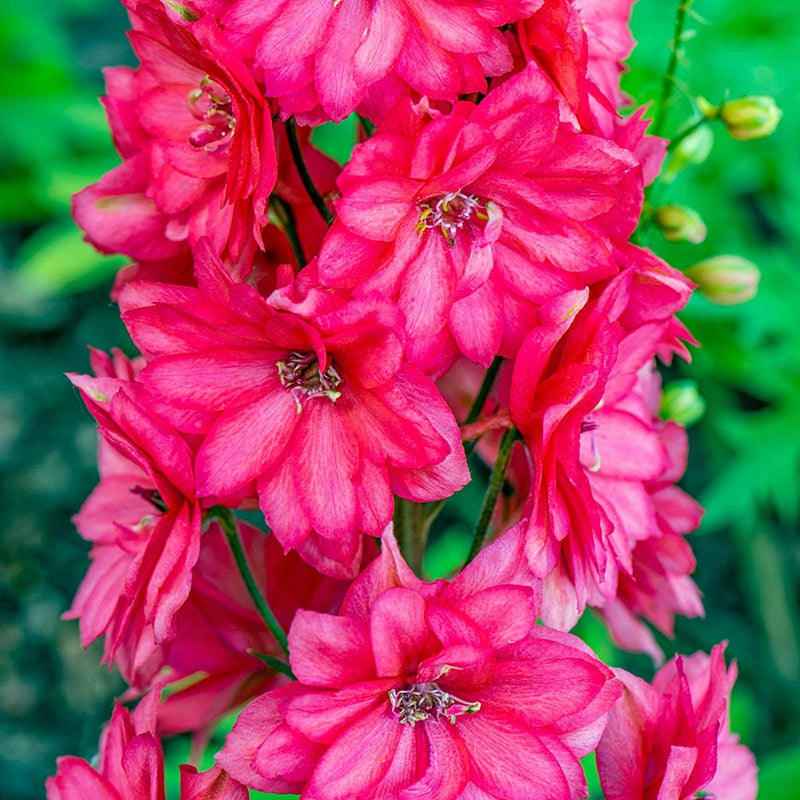 Red Lark Delphinium