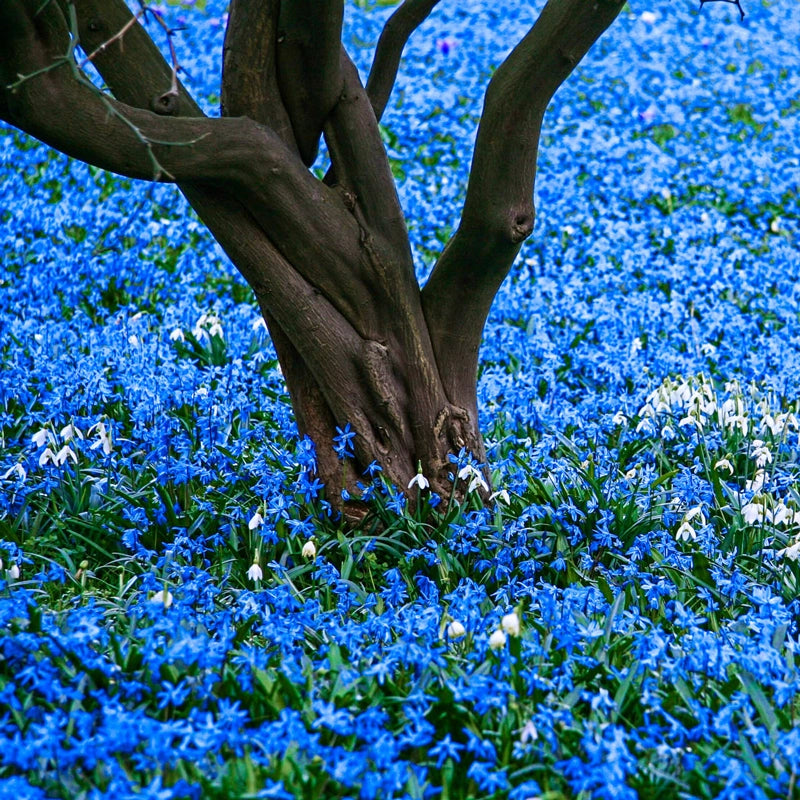 Scilla siberica (Siberian Squill)