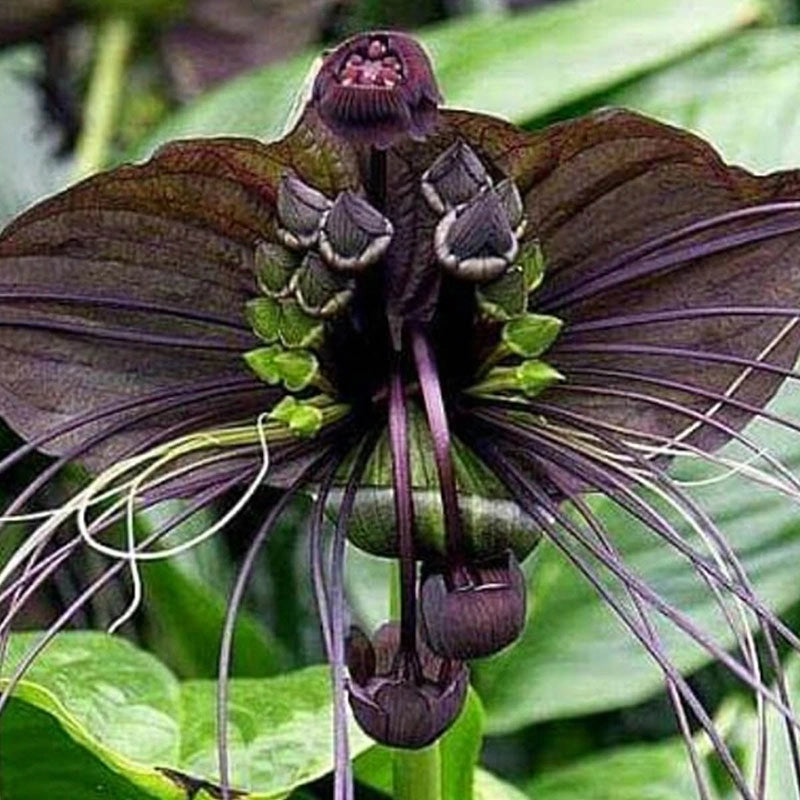 best potting mix for bat plants Black Bat Flower