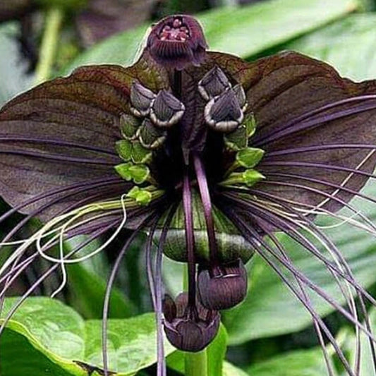 bat plant indoor care Black Bat Flower