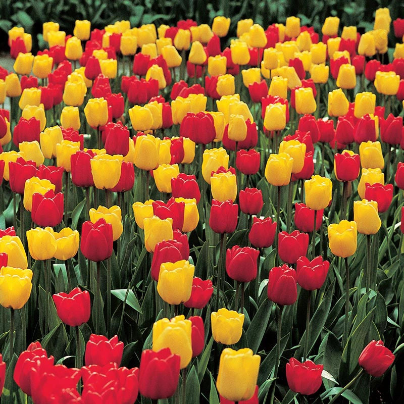 Apeldoorn &amp; Golden Apeldoorn Tulip Combo