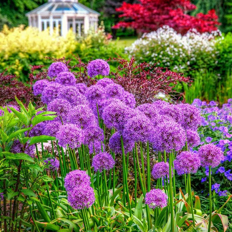 Allium Globemaster