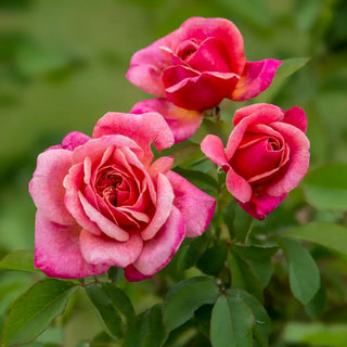 Queen of Elegance™ Floribunda Rose