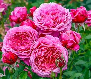 Queen of Elegance™ Floribunda Rose