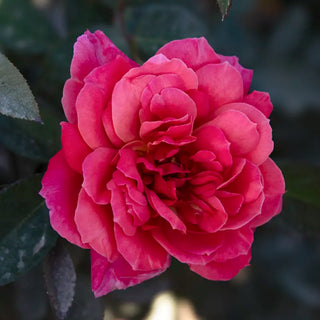 Heavenly Scented™ Hybrid Tea Rose