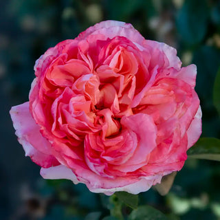 Heavenly Scented™ Hybrid Tea Rose