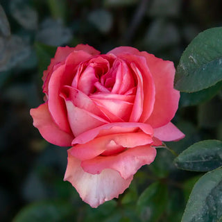 Heavenly Scented™ Hybrid Tea Rose