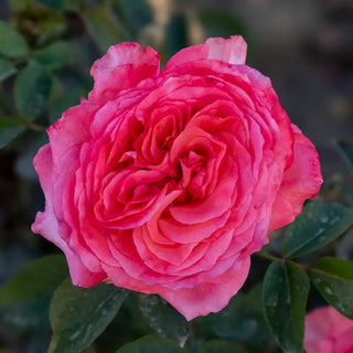 Heavenly Scented™ Hybrid Tea Rose