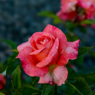 Heavenly Scented™ Hybrid Tea Rose