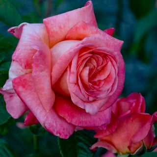 Heavenly Scented™ Hybrid Tea Rose