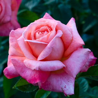 Heavenly Scented™ Hybrid Tea Rose