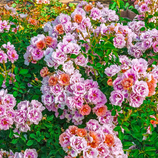 Easy on the Eyes™ Shrub Rose