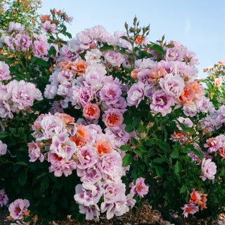 Easy on the Eyes™ Shrub Rose