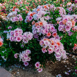 Easy on the Eyes™ Shrub Rose