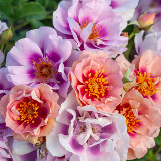 Easy on the Eyes™ Shrub Rose