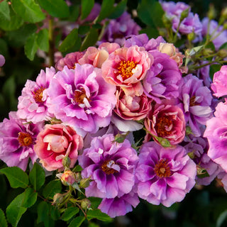 Easy on the Eyes™ Shrub Rose