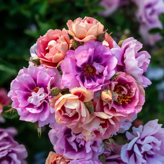 Easy on the Eyes™ Shrub Rose