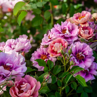 Easy on the Eyes™ Shrub Rose