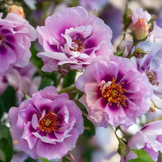 Easy on the Eyes™ Shrub Rose