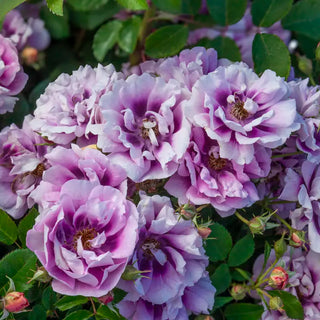 Easy on the Eyes™ Shrub Rose