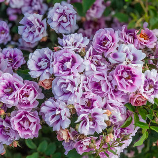 Easy on the Eyes™ Shrub Rose